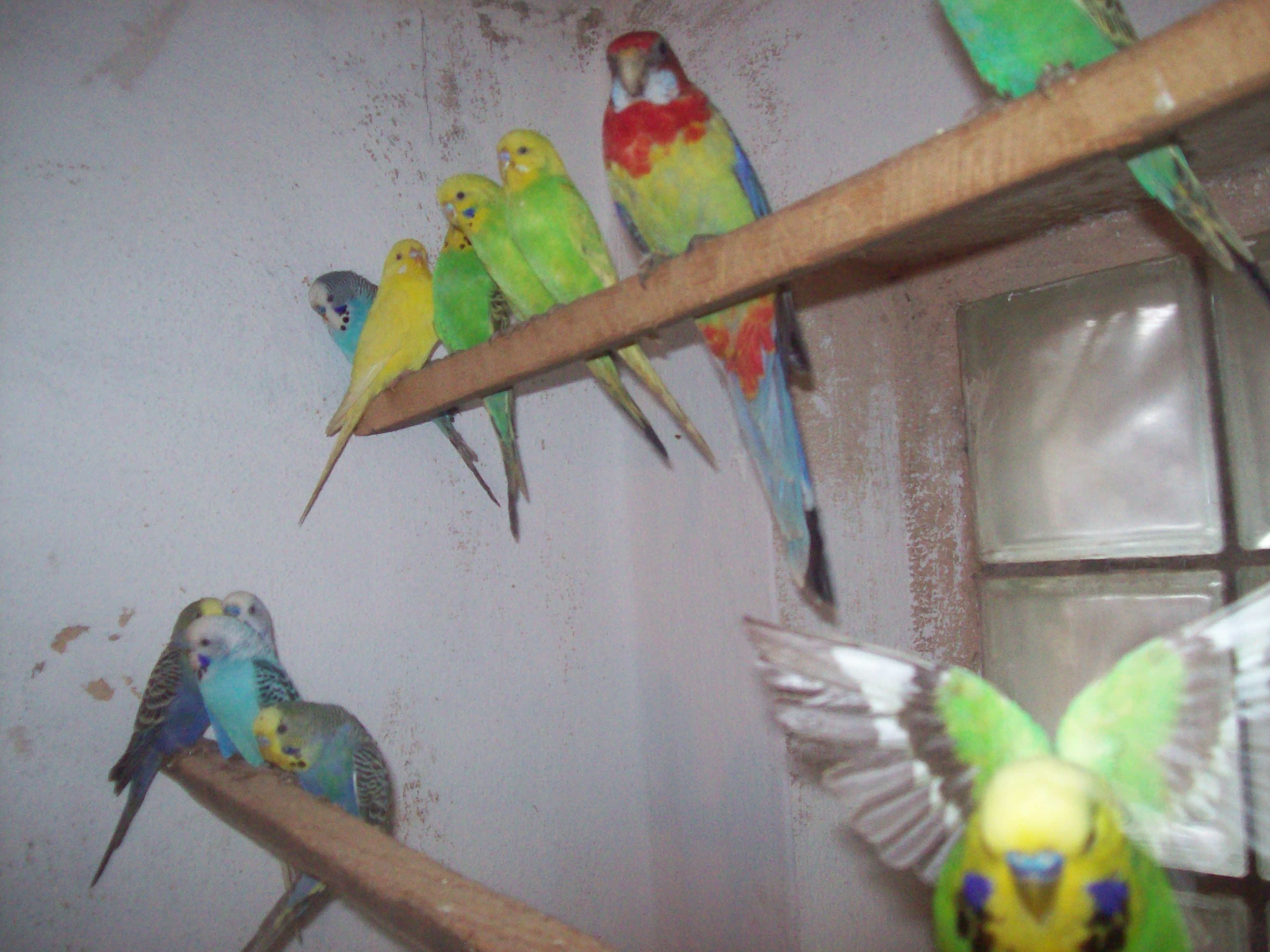 andule 009.jpg