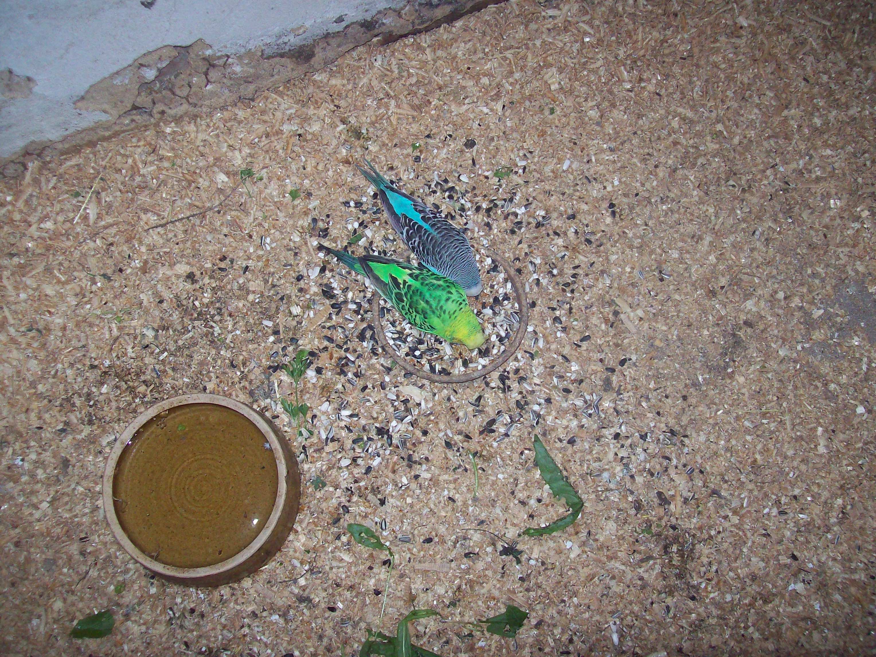 andule 110.jpg