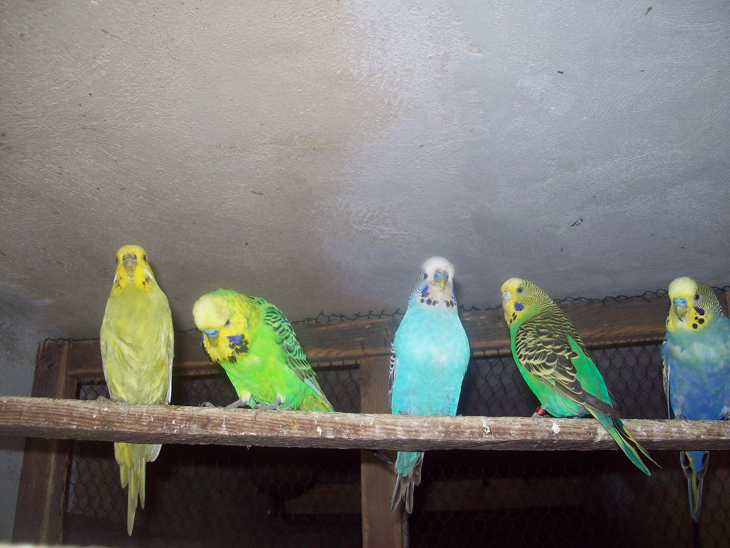 papousci 027.jpg